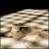 Le chat